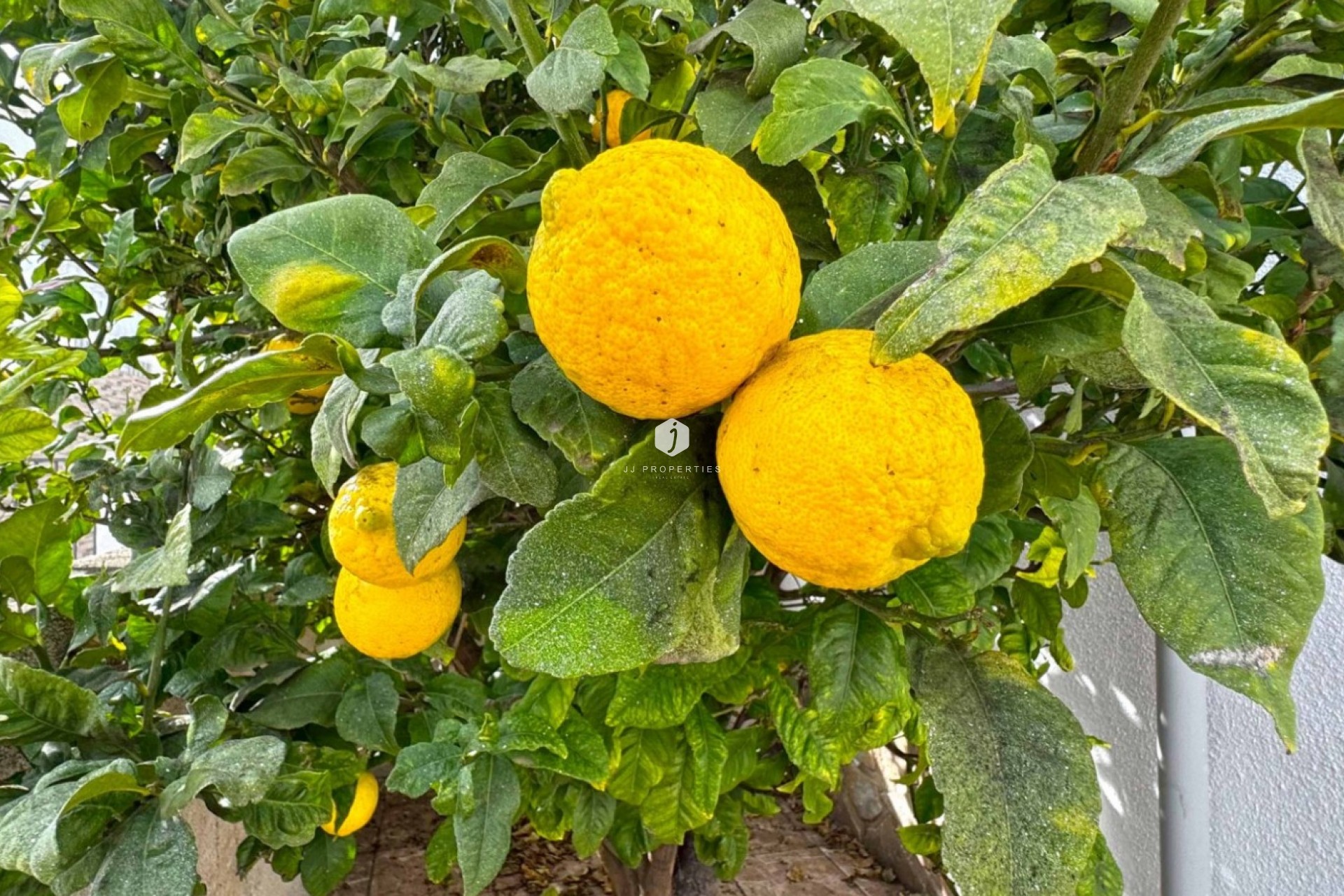 Resale - Chalet -
San Miguel de Salinas - Inland