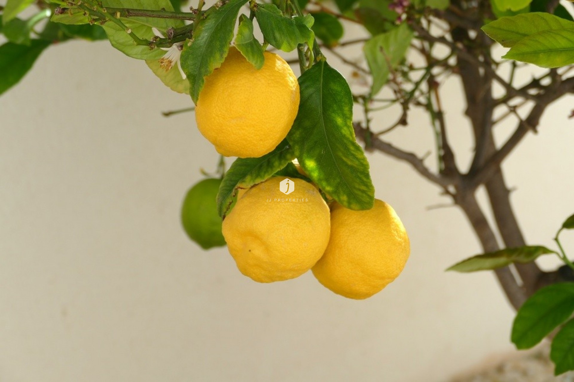 Segunda mano - Villa -
Benijofar - Costa Blanca