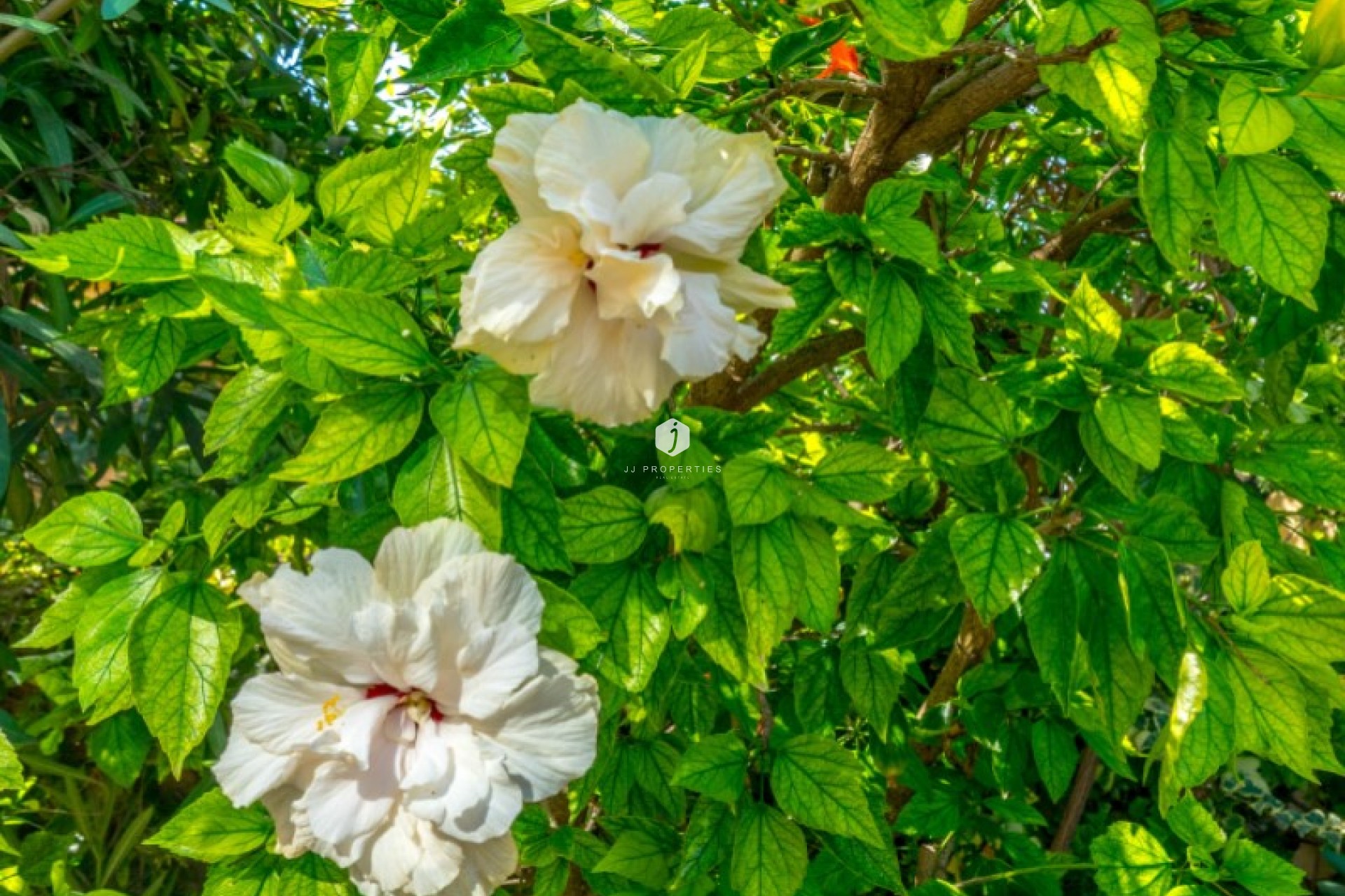 Tweedehands - Bungalow -
Torrevieja - Costa Blanca