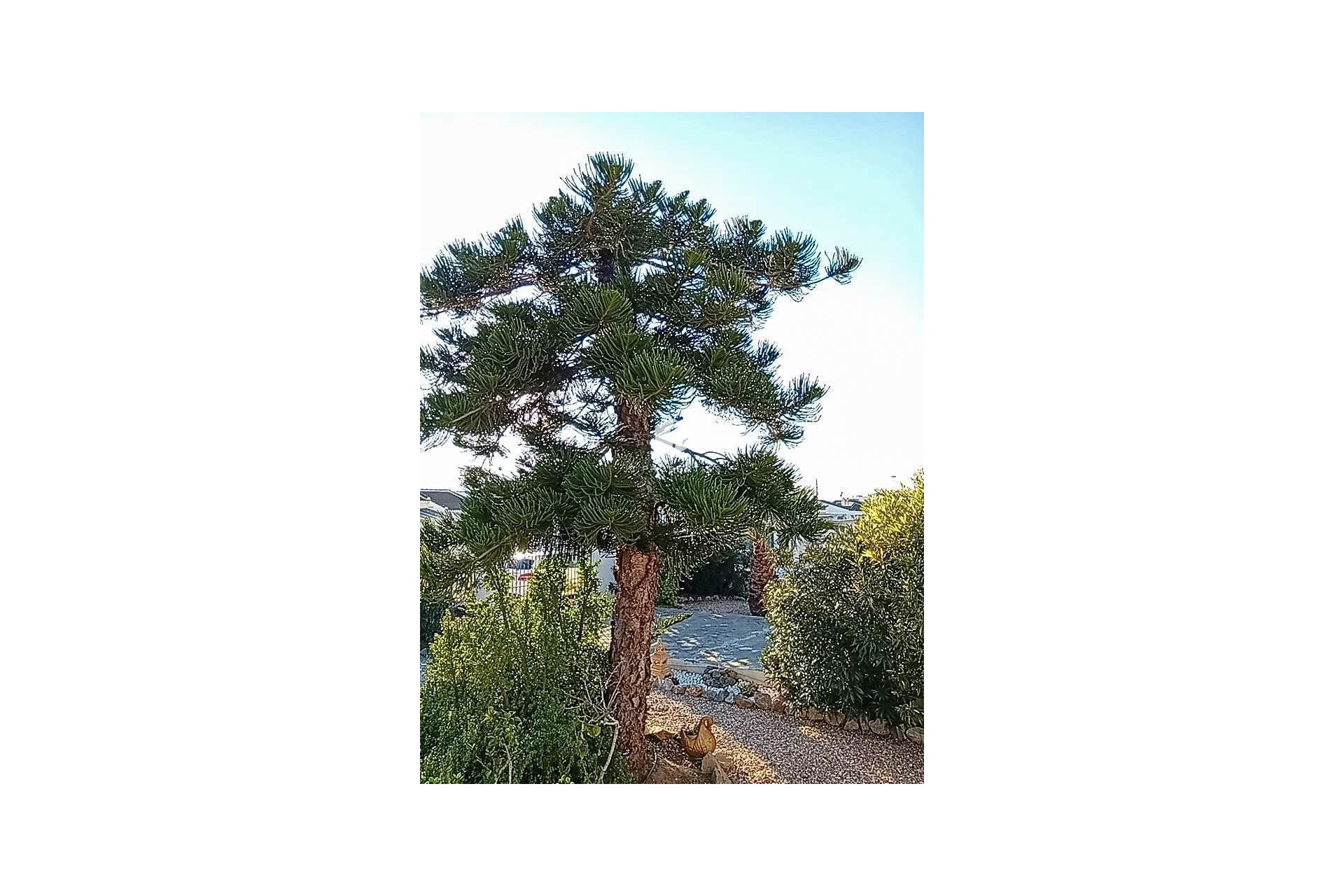 Tweedehands - Villa -
Torrevieja - La siesta