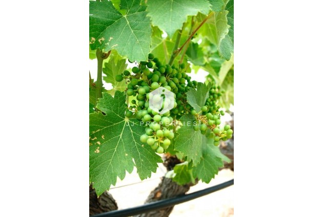 Nouvelle construction - Villa -
Yecla