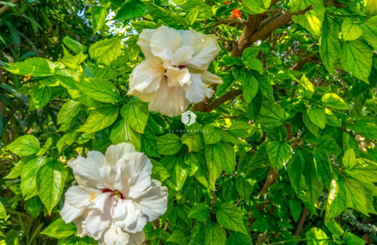 Tweedehands - Bungalow -
Torrevieja - Costa Blanca