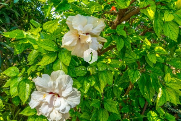 Tweedehands - Bungalow -
Torrevieja - Costa Blanca