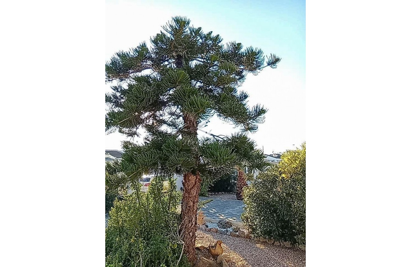 Segunda mano - Villa -
Torrevieja - La siesta